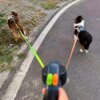 Выдвижной двойной поводок-рулетка со светоотражателями и подсветкой D5374, 360°, 3м, Синий / Поводок-рулетка для двух собак